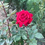בית הארחה Casa Lory 4*